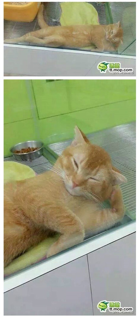 분양을 기다리는 냥이.JPG | 인스티즈