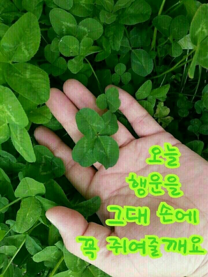 네잎클로버 이미지
