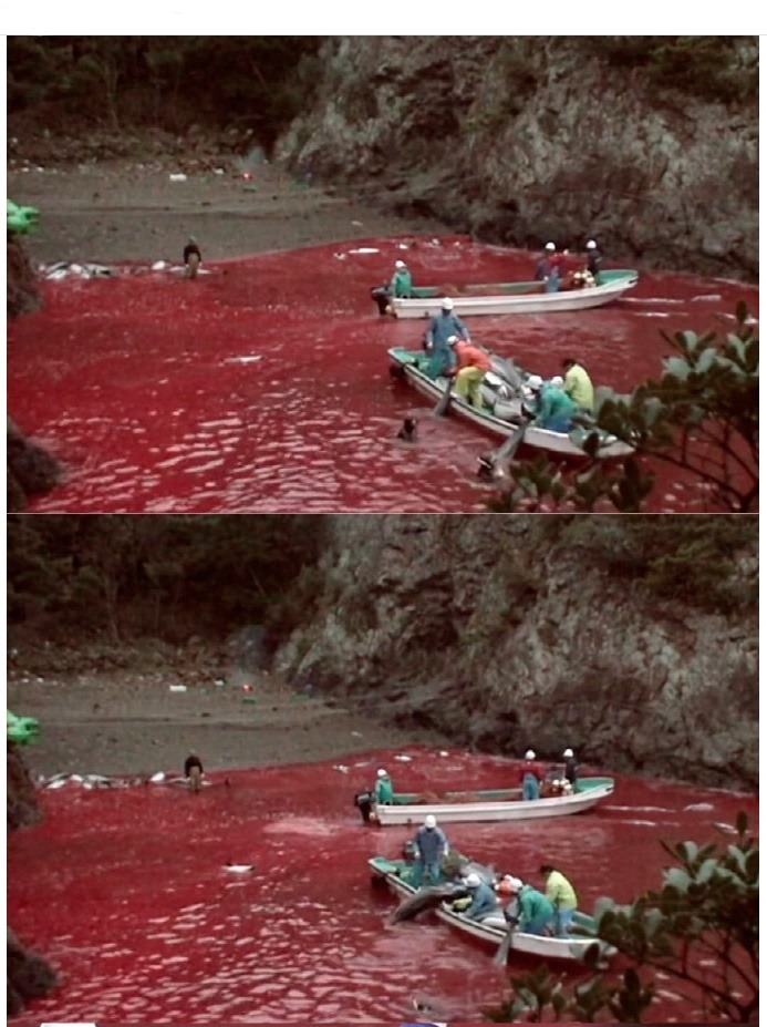 일본의 돌고래사냥 | 인스티즈