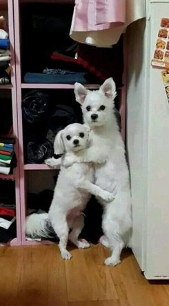혼낼때 동물들 반응 | 인스티즈