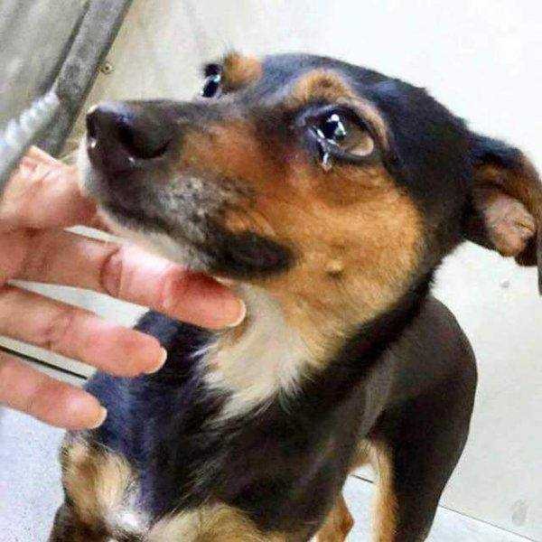 강아지가 파양 된 이유 | 인스티즈