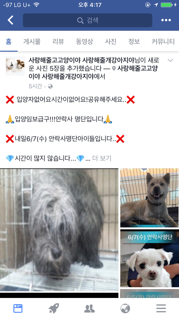 안락사 명단인 귀여운 강아지 고양이들에게 관심을 가져 줘! | 인스티즈