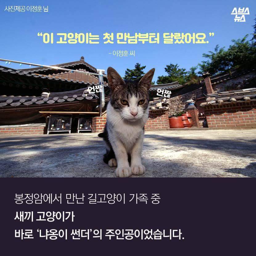 지구촌 짤 '냐옹이 썬더'의 비밀 | 인스티즈