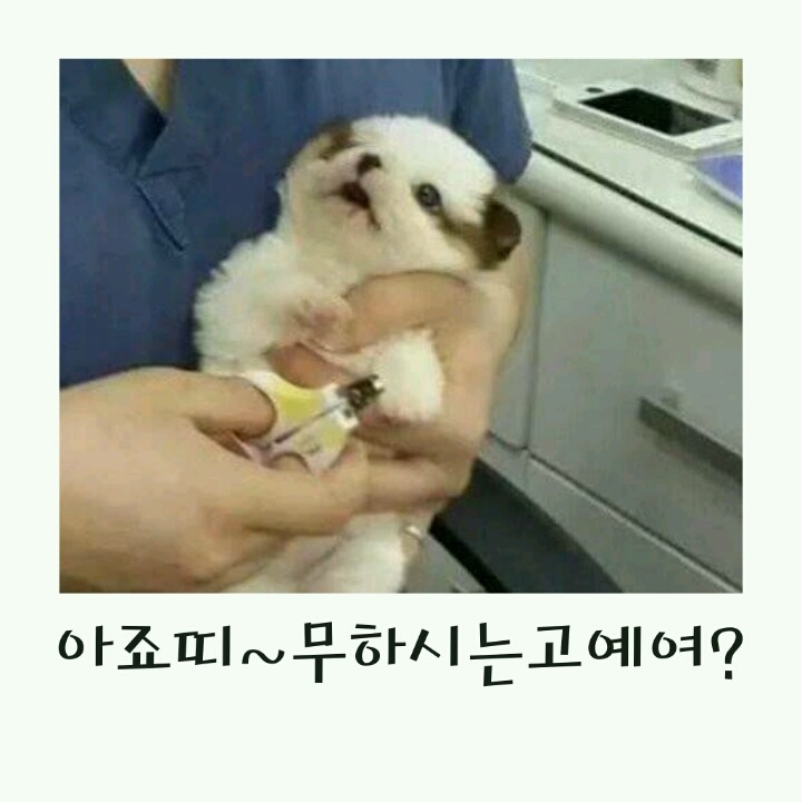 발톱자르는 개와 고양이의 반응차이!! | 인스티즈