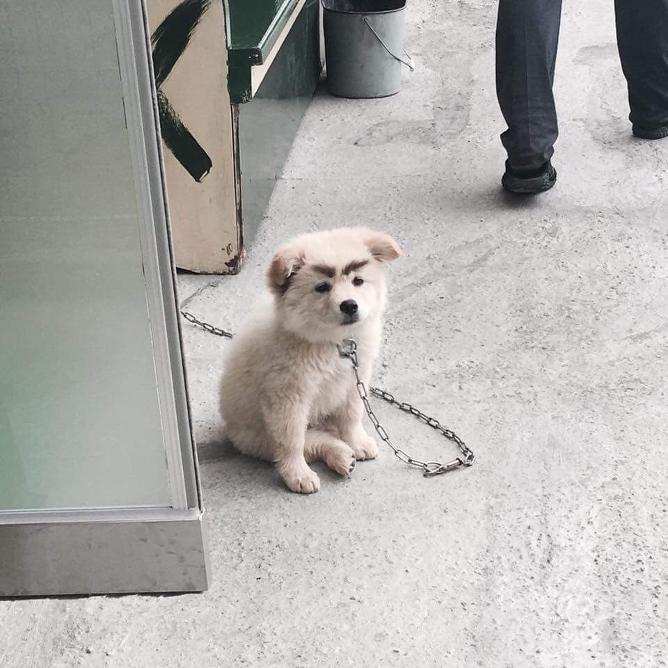 이삐 이미지