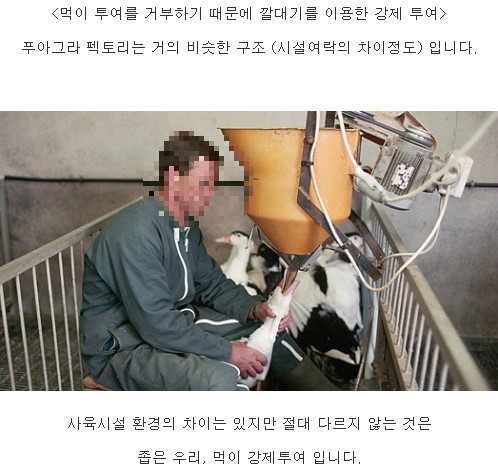 프랑스의 대표음식 푸아그라가 만들어지기까지... (혐오주의) | 인스티즈