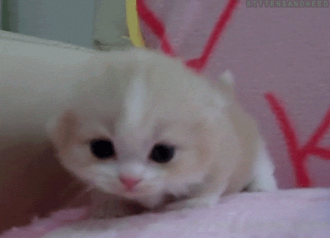고냥이.gif | 인스티즈