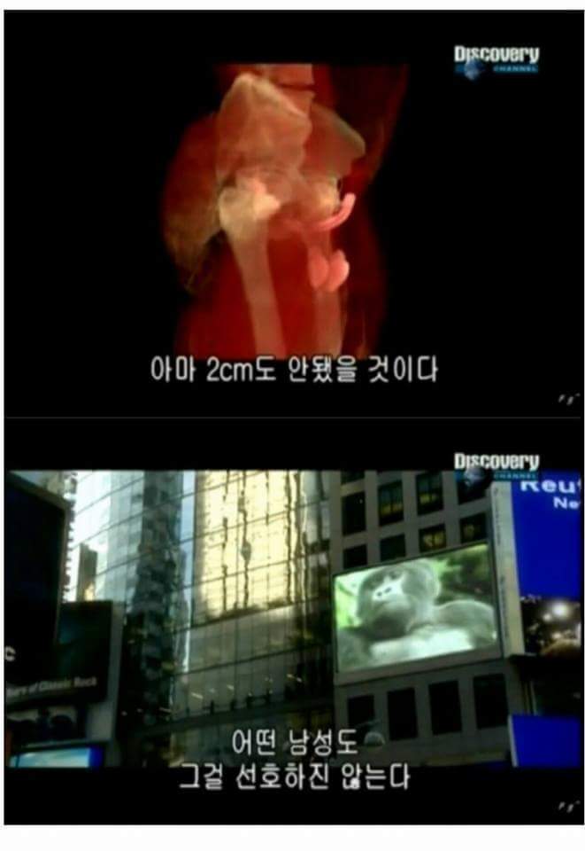 인간(남자)의 성기가 크고 긴 이유.jpg | 인스티즈