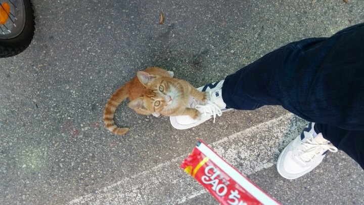 길고양이 테이밍성공 | 인스티즈