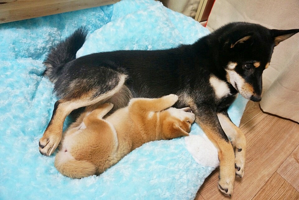 봉자 이미지