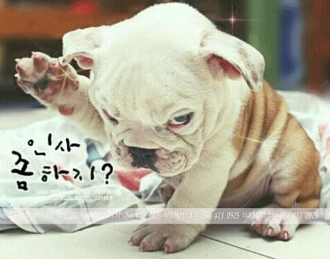 해피 이미지