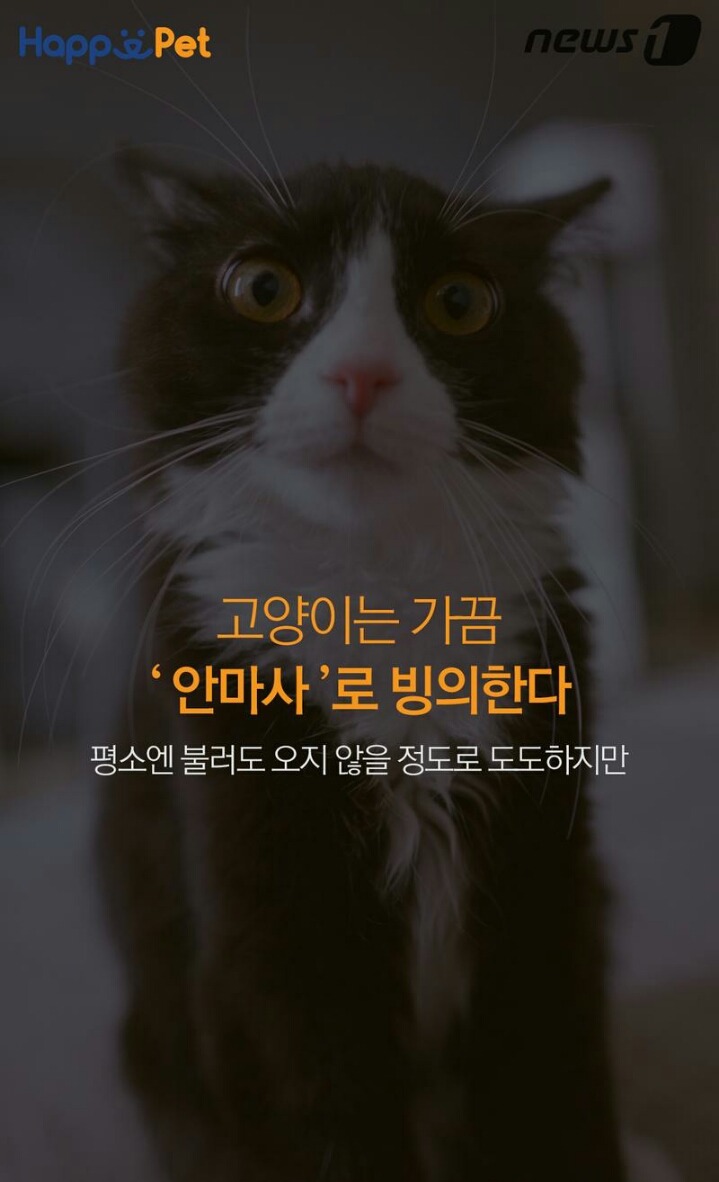 꾹꾹이라 하면 당연히 고냥이부르는거지! | 인스티즈