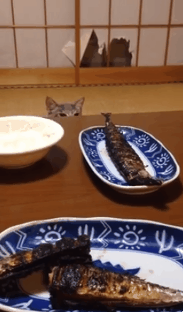 생선구이를 탐하는 고양이.gif | 인스티즈