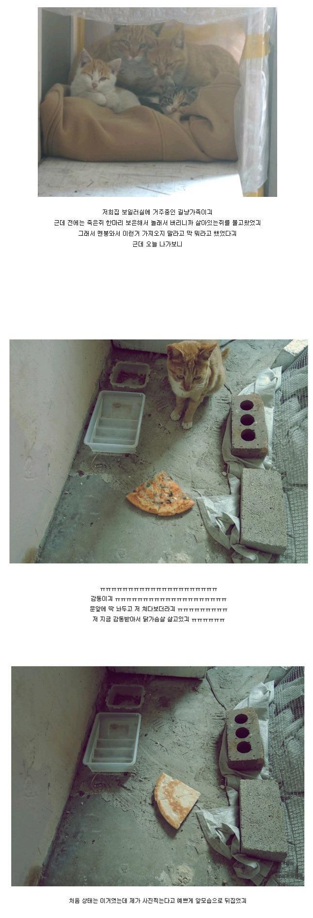 고양이의 보은 .jpg | 인스티즈