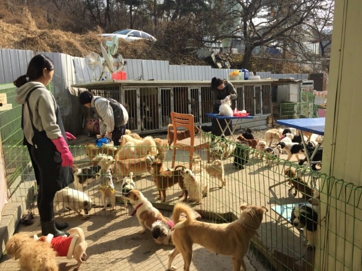 23억이나 들여서 신축한 청주 유기동물 보호소의 실태 | 인스티즈