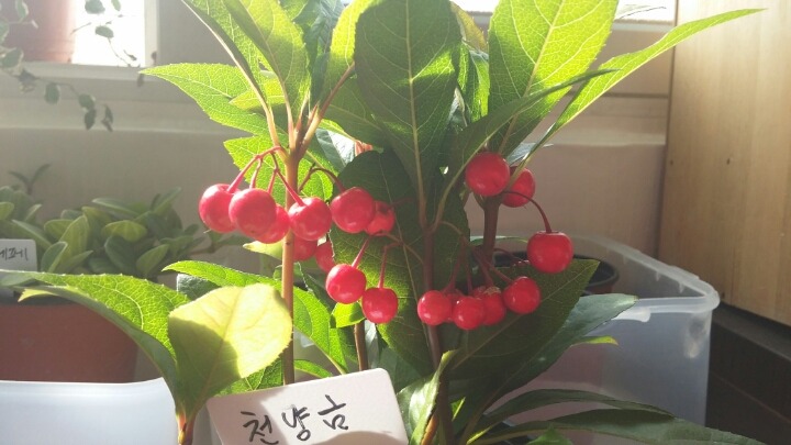 천냥금 이미지