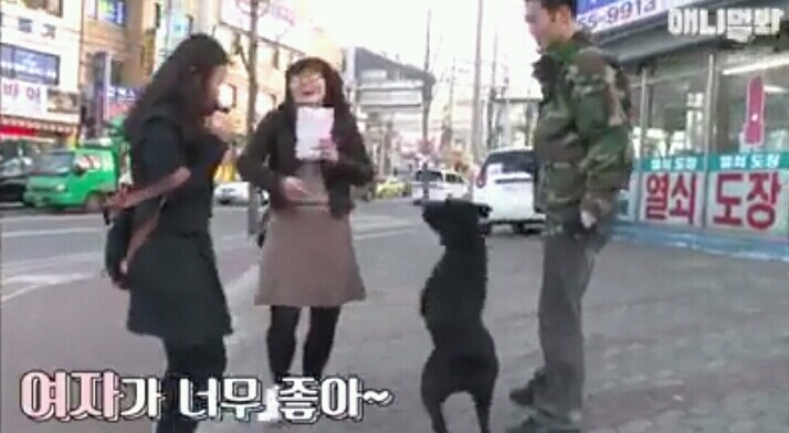 여자보면 쓰러지는 개 이야기 | 인스티즈