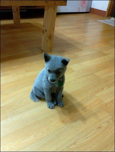 짱예인 러시안블루 털색 시골 강아지 | 인스티즈