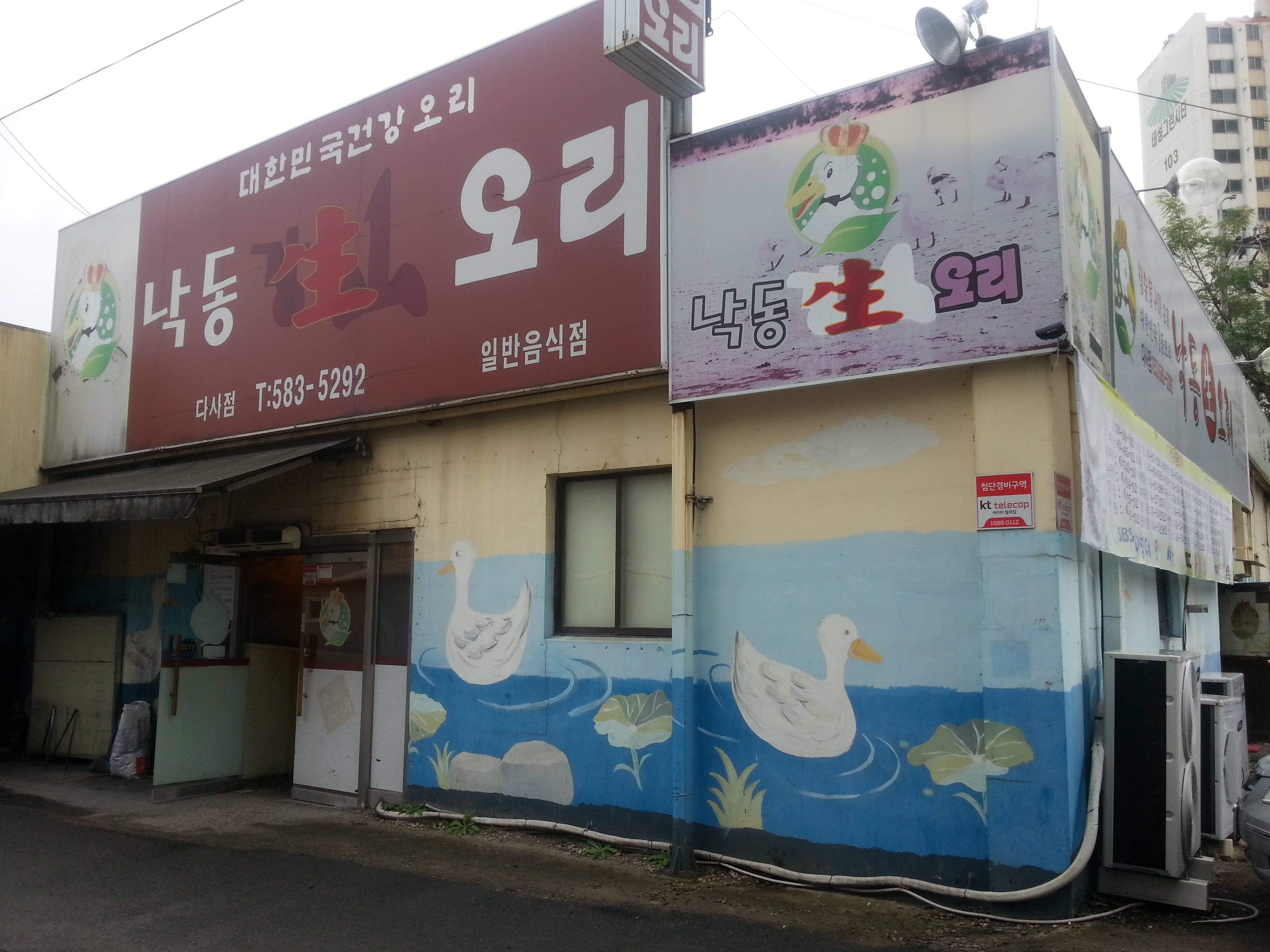 낙동생오리 이미지