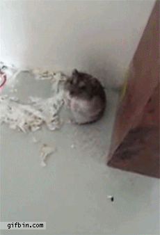 주인새끼 또이네.GIF | 인스티즈