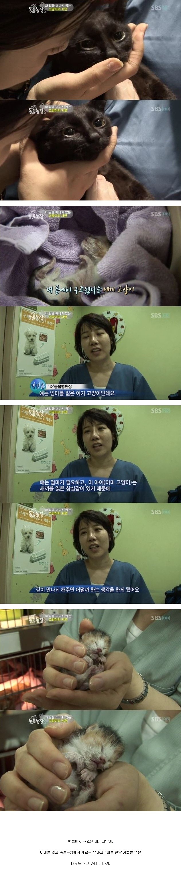 눈물을 흘리는 고양이 | 인스티즈