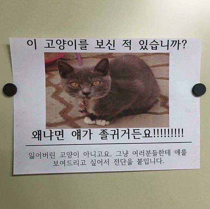 이 고양이를 보신 적 있습니까? | 인스티즈
