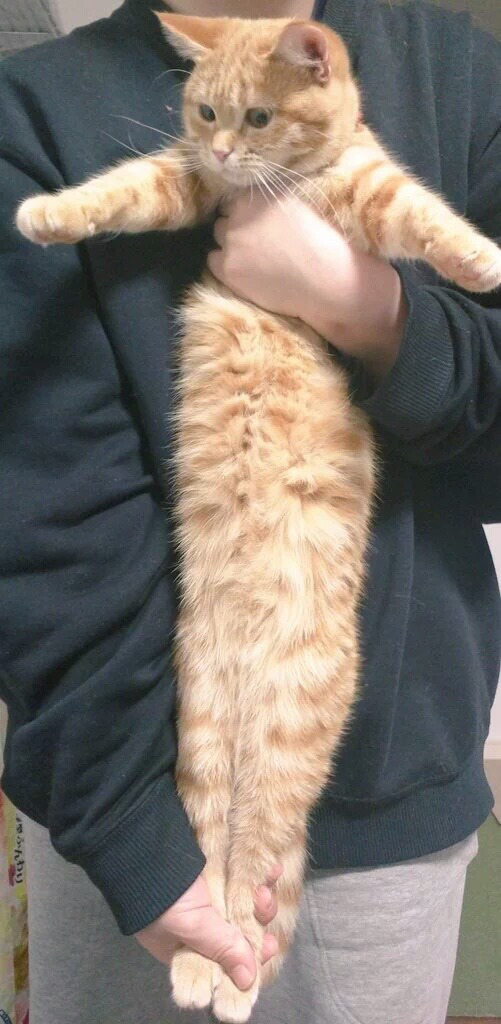 강아지 스트레칭을 고양이에게 시켜보았다 | 인스티즈