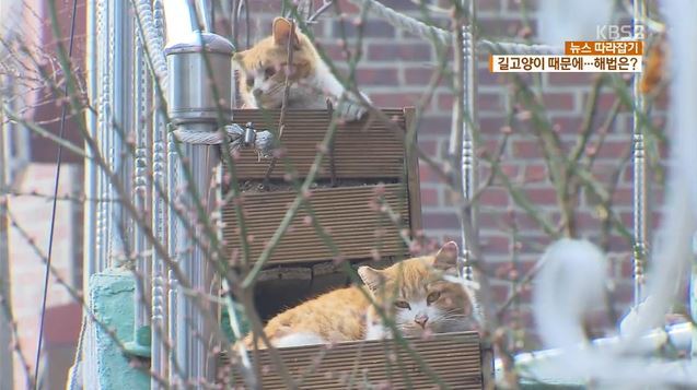 날이 추워지면서 더 걱정되는 길고양이들...............jpg | 인스티즈