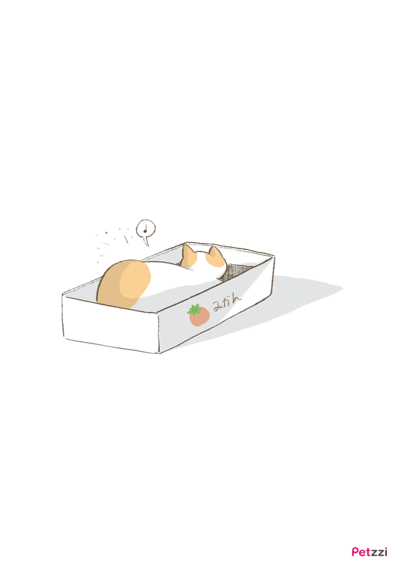 고양이에게 배우는 사소한 행복(만화).jpg | 인스티즈