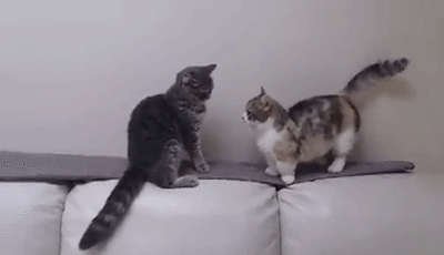 그게 다냥? .gif | 인스티즈