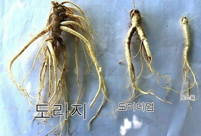 도라지.jpg | 인스티즈