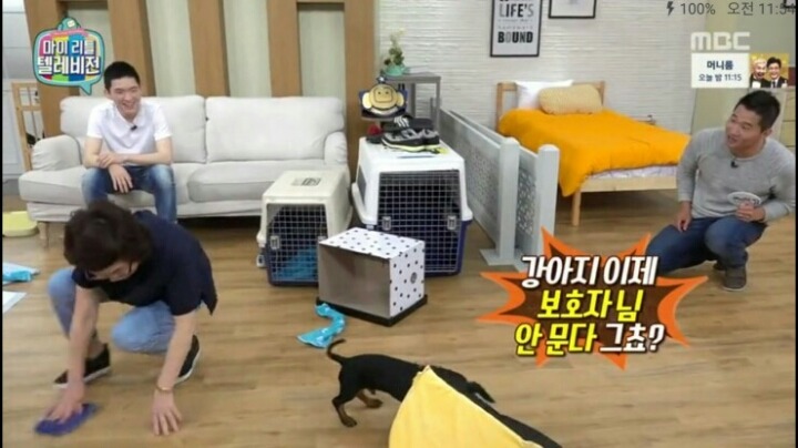[마리텔] 강형욱 훈련사도 포기한 강아지 도비 | 인스티즈