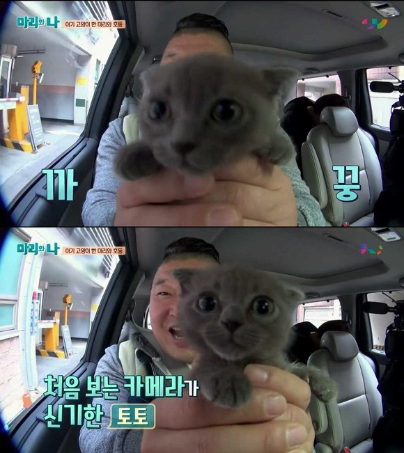 [마리와나] 케미가 냥냥 터지는 강호동과 새끼 고양이 토토.jpg | 인스티즈