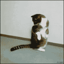 꼬리랑 노는 고양이들.gif | 인스티즈