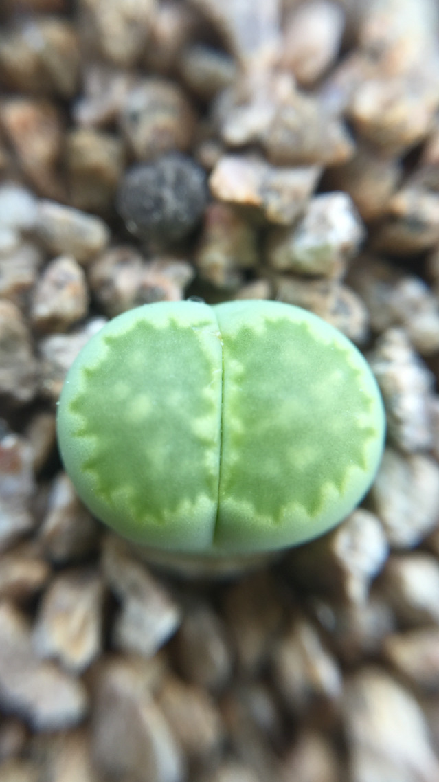 창도 이미지