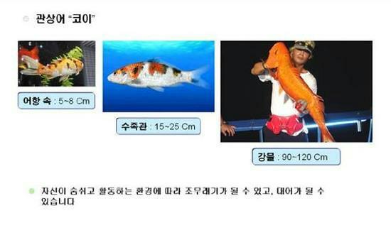 코이 이미지