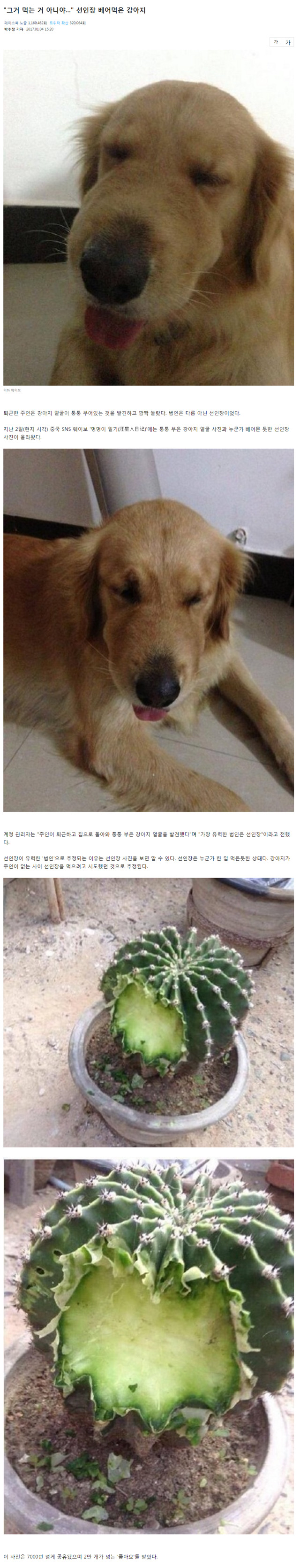 선인장 베어먹고 퉁퉁 부은 댕댕이.jpg | 인스티즈