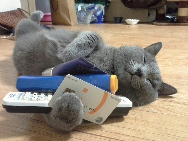자고있는 냥이에게 해보자.jpg | 인스티즈