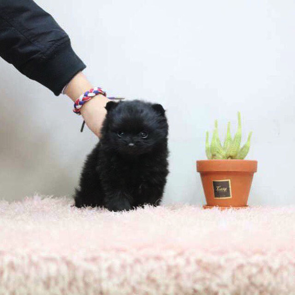포동포동 이미지