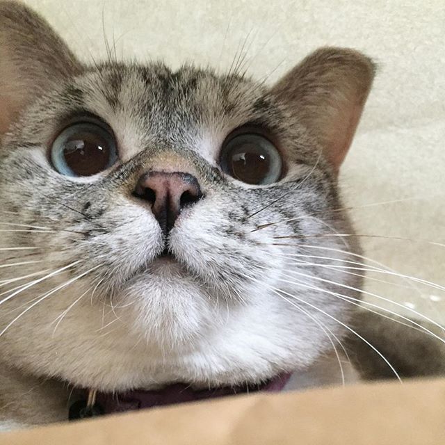 인스타 최고의 귀염둥이 냥냥이 nala | 인스티즈