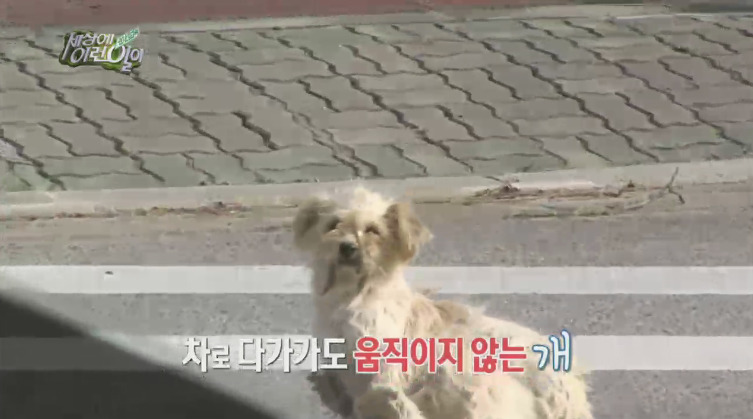 [세상에이런일이] 도로위에 망부석이 되서 주인을 기다리는 강아지.jpg | 인스티즈