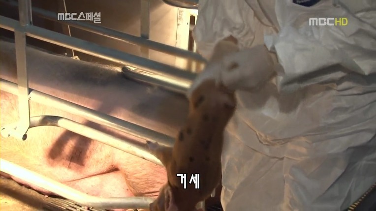 돼지를 먹는다는것은 | 인스티즈