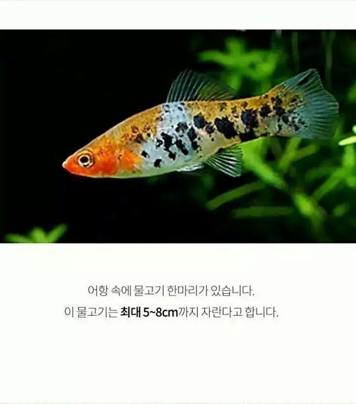코이 이미지