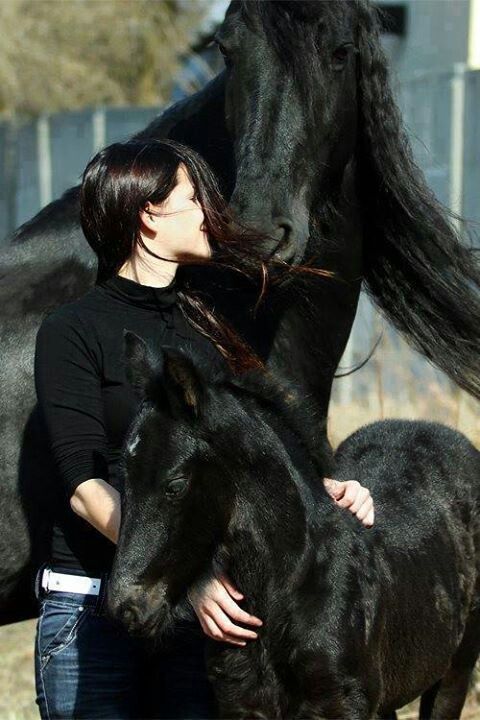 프리지안 이미지