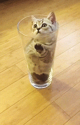 고양이.jpgif | 인스티즈