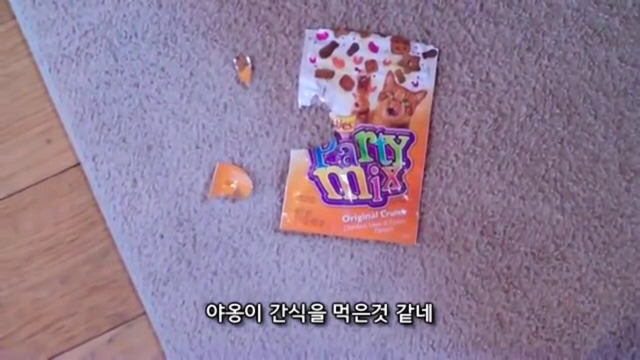 잘못을 걸린 강아지 덴버 | 인스티즈