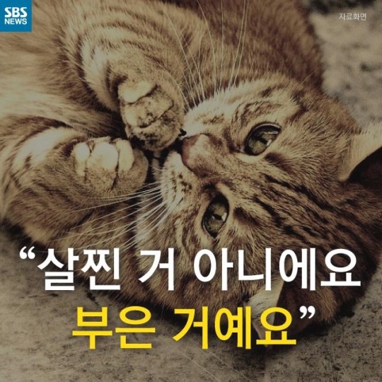 "살찐 거 아니에요 부은 거예요"(길고양이) | 인스티즈
