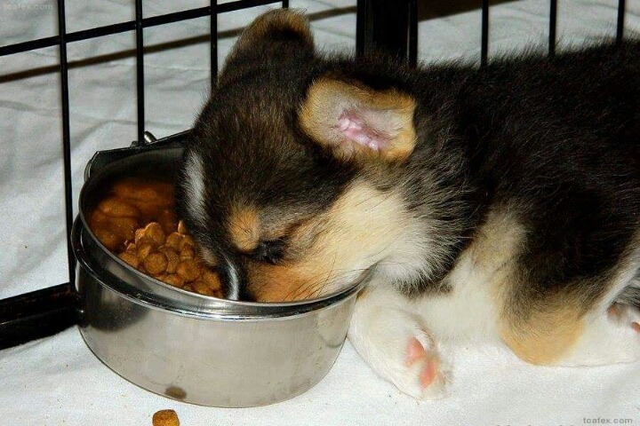 먹다가 잠든 강아지 | 인스티즈