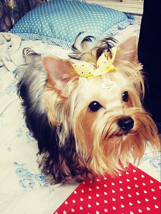 도담이 이미지