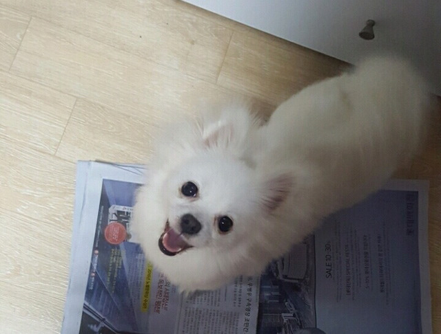 강아지를 보호하고 있습니다..!!!!!!!!! | 인스티즈
